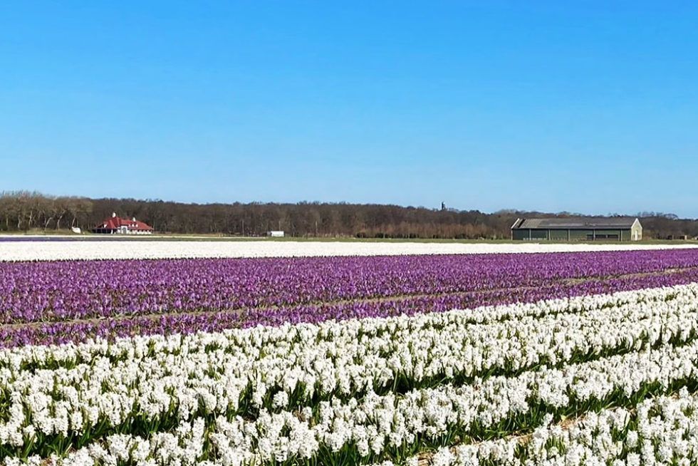 Bloemenroute ZuidHolland bollenvelden, duinen en de zee Grijsopreis.nl