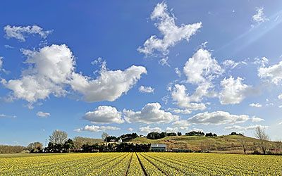 Bloemenroute Zuid-Holland: bollenvelden, duinen en de zee