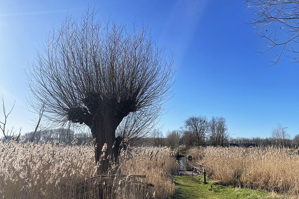 Trekpontje in de Grote Gelderse Waard