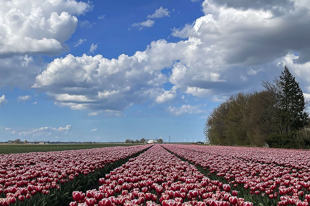 Tulpen bij Biddinghuizen