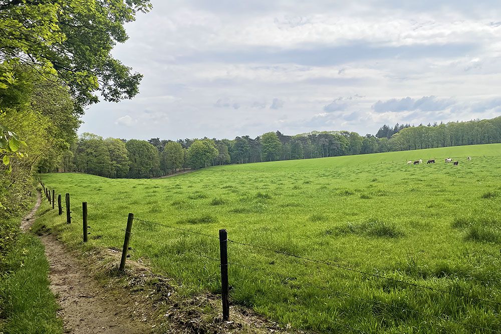 Koeien in de weide bij het Airbornepad