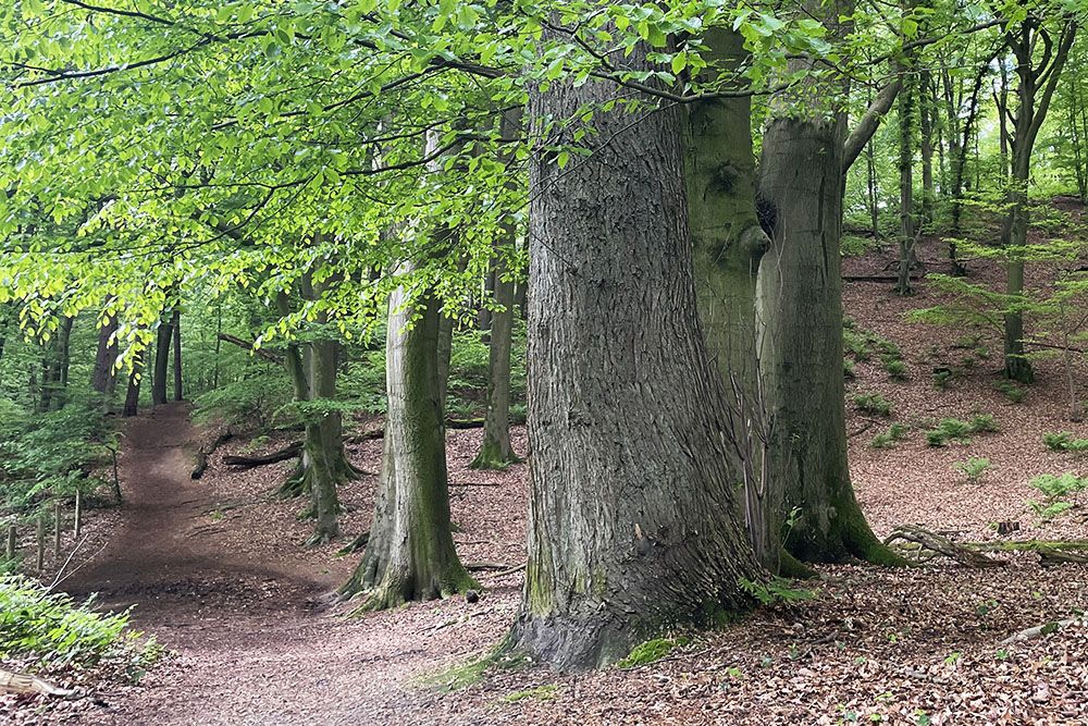 Bos van de Duivelsberg