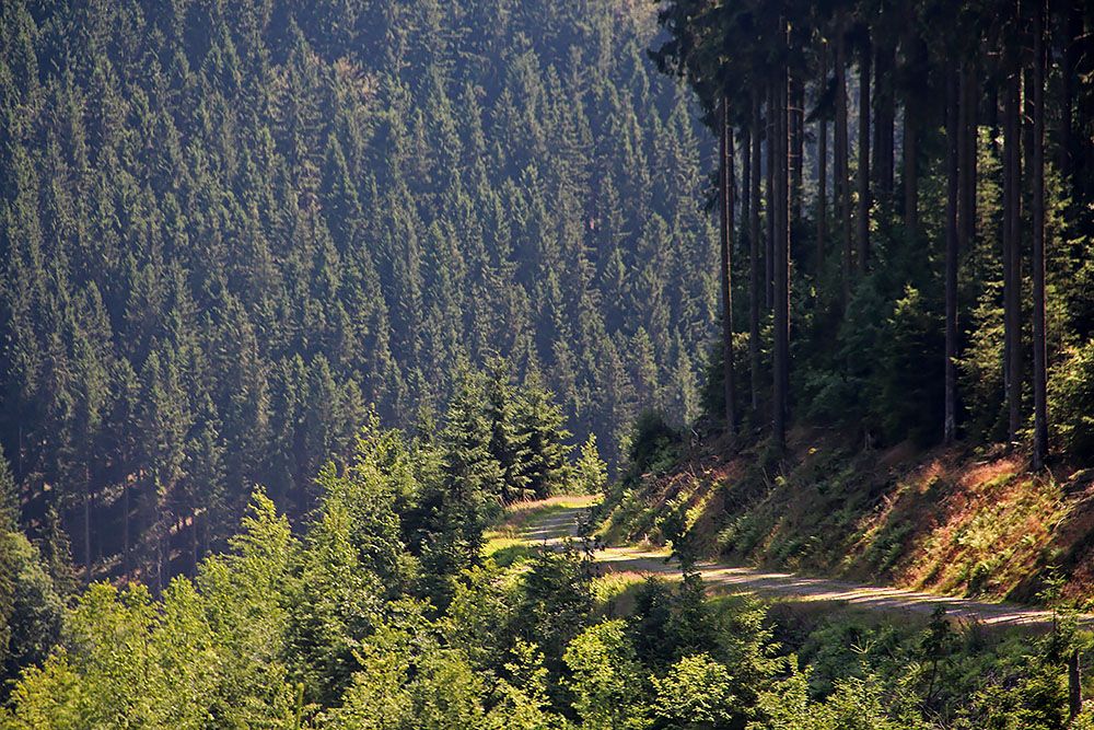 In de naaldbossen van het Sauerland