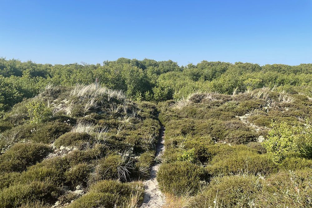 Pad over de heide richting de berkenvallei