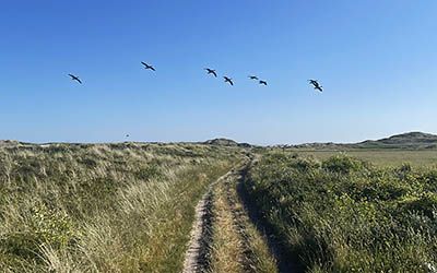 Prachtige duin- en wadwandeling bij Oosterend op Terschelling