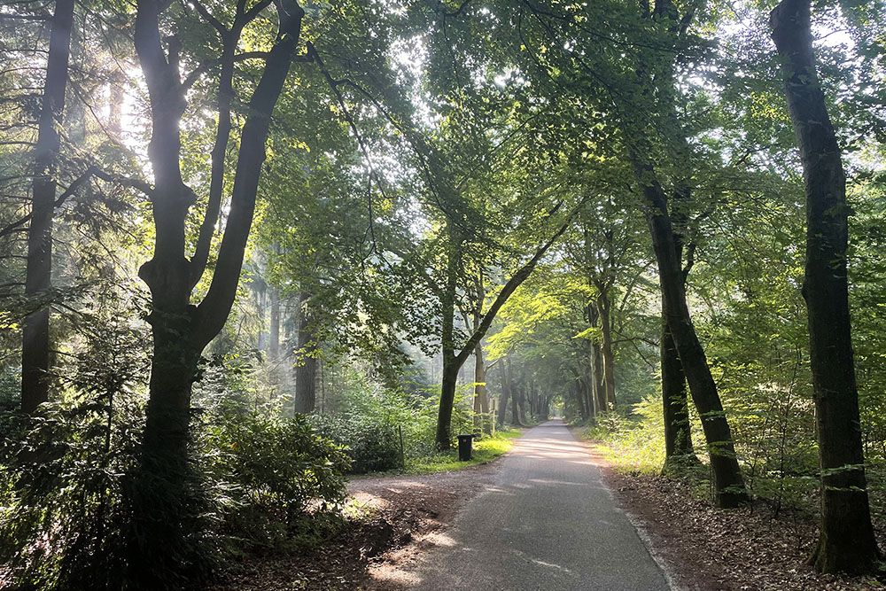 Ochtendzon in de bossen bij Leersum