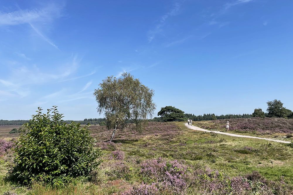 Bloeiende heide