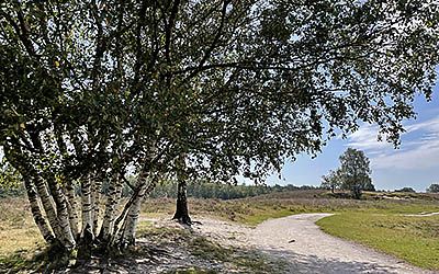 Bloeiende heidewandeling over de Renderklippen bij Heerde