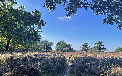 Heerlijke bos- en heidewandeling bij Kootwijk