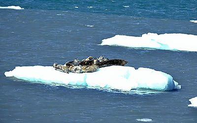 Beschermd: Unieke fjorden met gletsjers in Kenai Fjords National Park