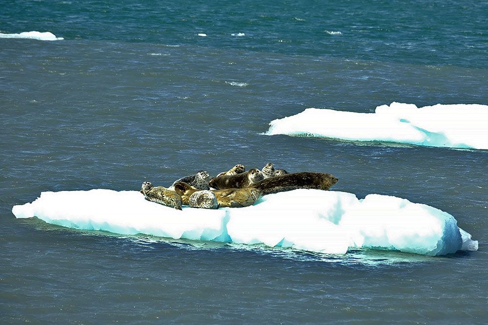Zeehonden op ijsschots