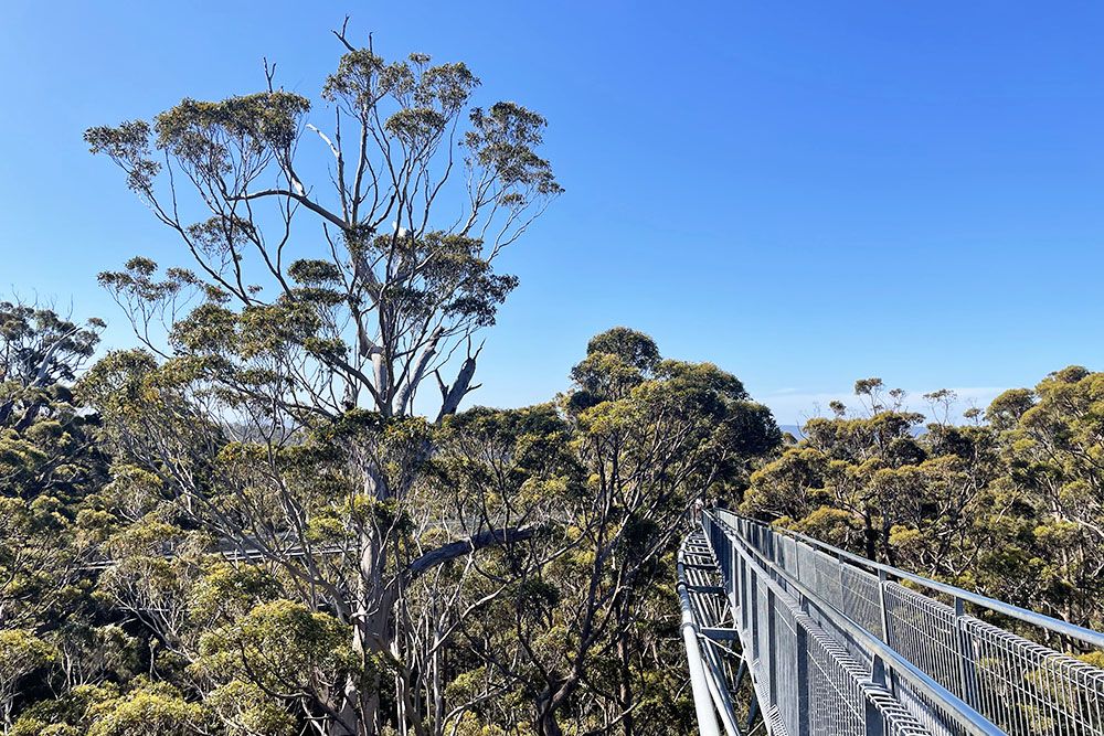 Top Tree Walk