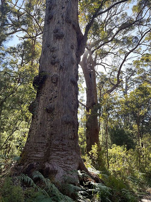 Valley of the Giants