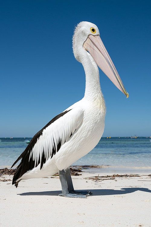 Pelikaan op Rottnest Island