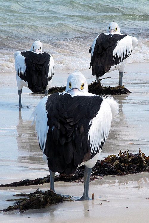 Pelikanen op Rottnest Island
