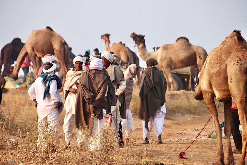 kamelenmarkt van Pushkar - 1
