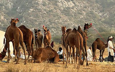 De kamelenmarkt van Pushkar moet je gezien hebben