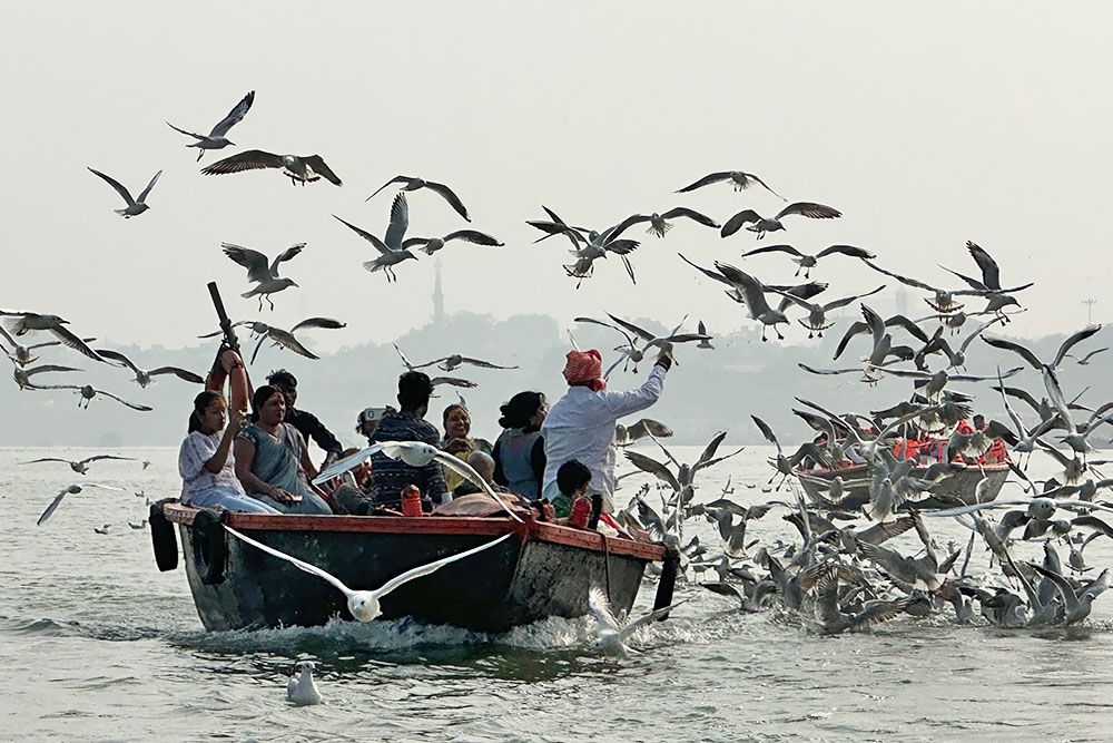 Vogels bij bootje