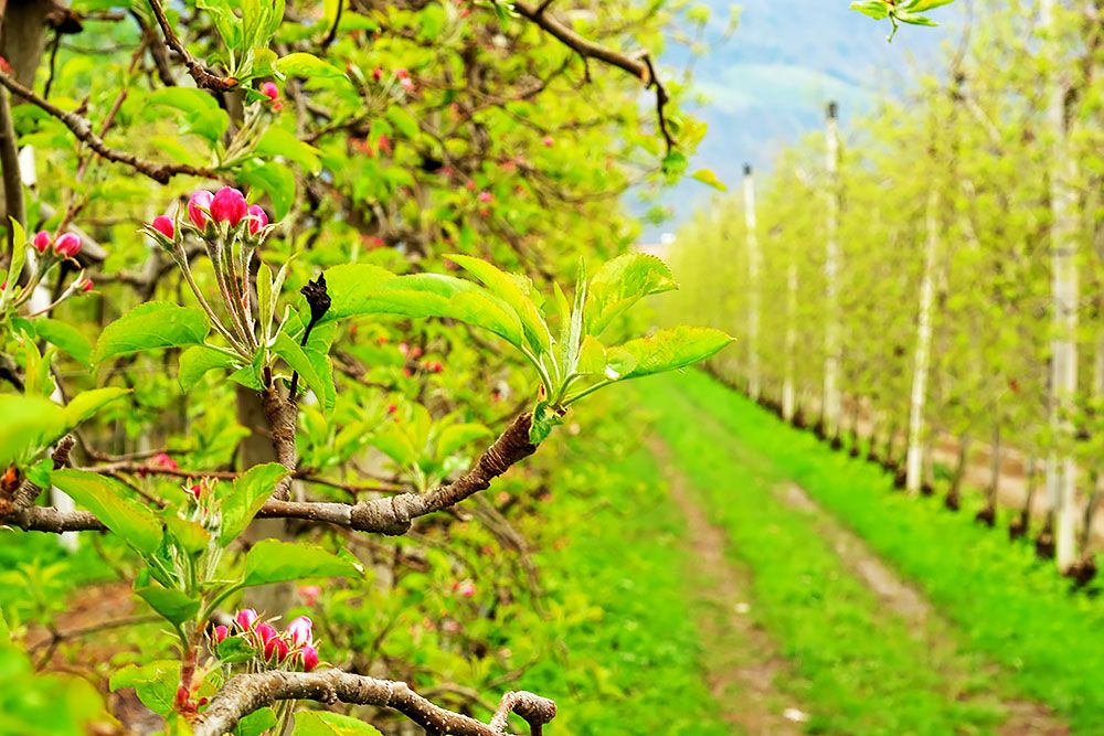 Appelboomgaard