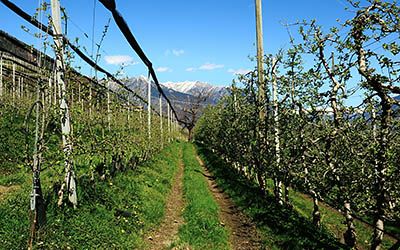 Agriturismo Roter Hahn in Zuid-Tirol