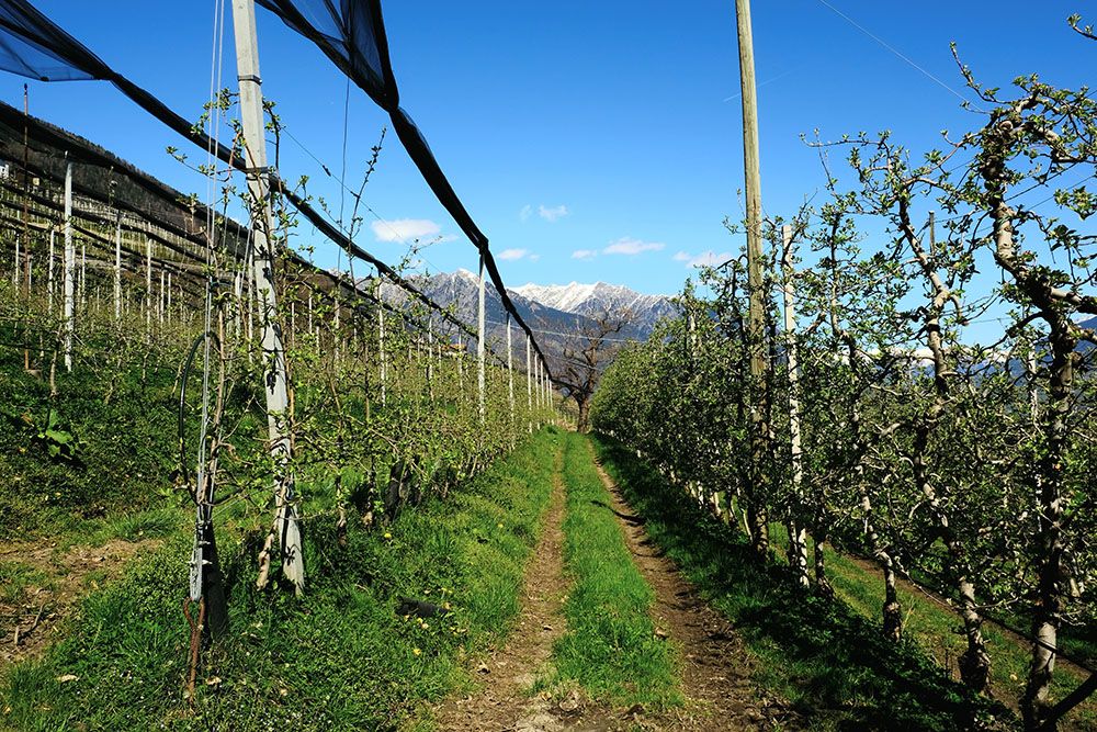 fruitteelt in Zuid-Tirol