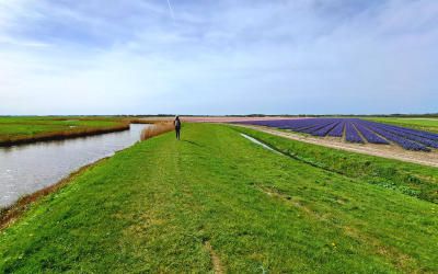 Bollenveldwandeling bij Heiloo langs heiligdommen