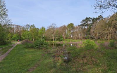 Bos, duin en strand bij Groene Wissel bij Castricum