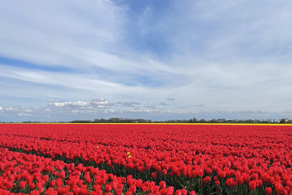 Tulpenveld in Zeeland