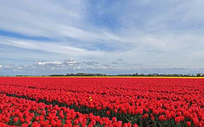Leuke, alternatieve routes langs de tulpenvelden in Nederland