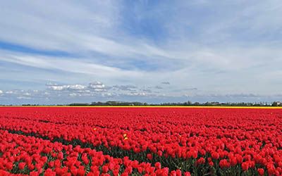 Leuke, alternatieve routes langs de tulpenvelden in Nederland
