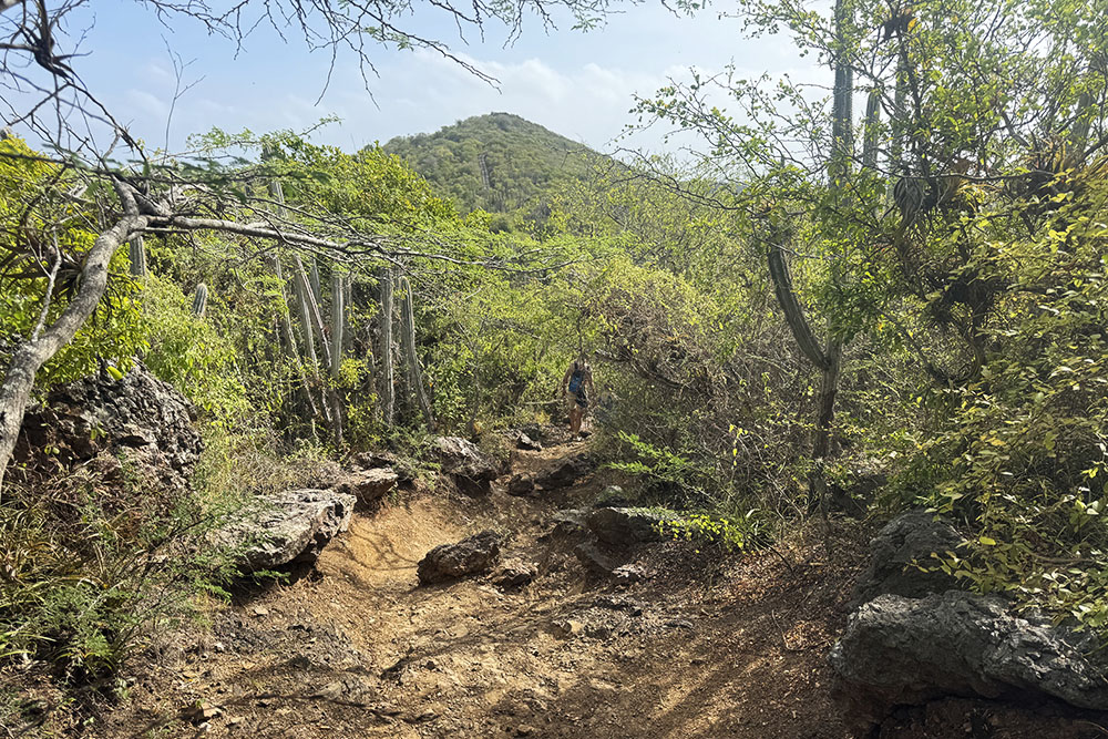 grijsopreis-caribisch-nederland-curacao-highlight-christoffelberg-start-wandeling-mobiel Start van de wandeling