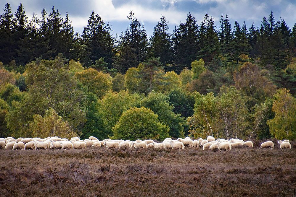 Veluwe
