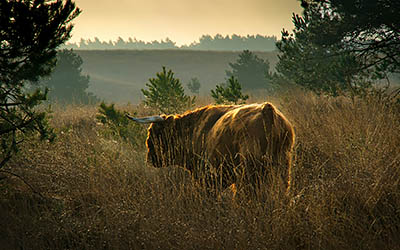 Wandelen en culinair genieten bij Bourgondisch Bewegen