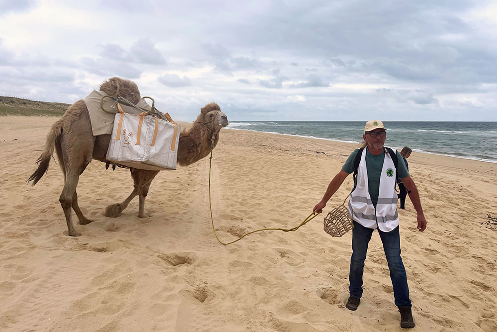 grijsopreis-frankrijk-highlight-les-landes-dromedaris-mobiel Dromedaris op het strand