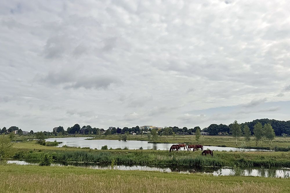 grijsopreis-nederland-highlight-pieterpad-etappe9-hardenberg-paarden-mobiel Paarden bij de Vecht