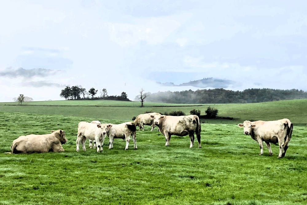 grijsopreis-nieuwsbericht-wandelvakantie-morvan-charolais-mobiel