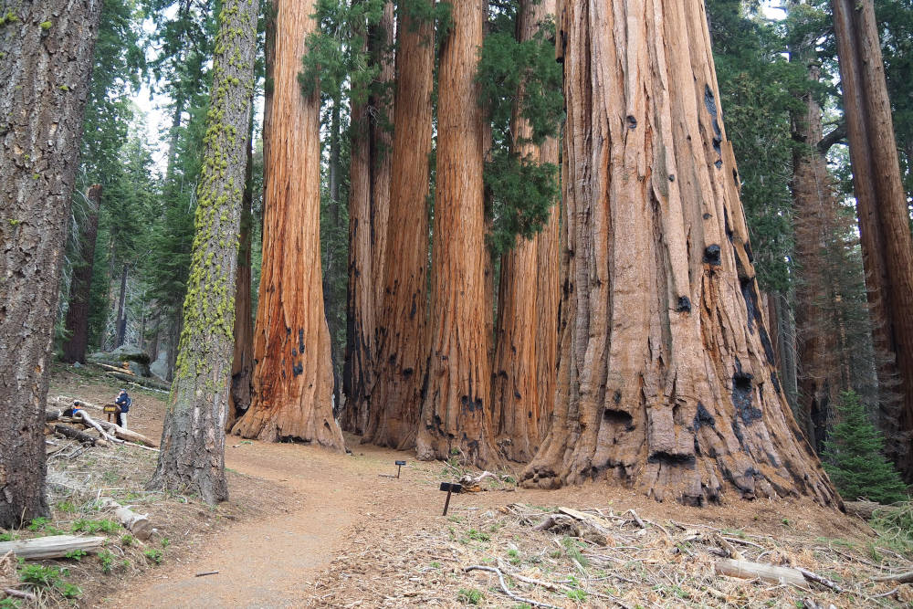 grijsopreis-usa-nationale-parken-zwusa-sequoianp-1-mobiel