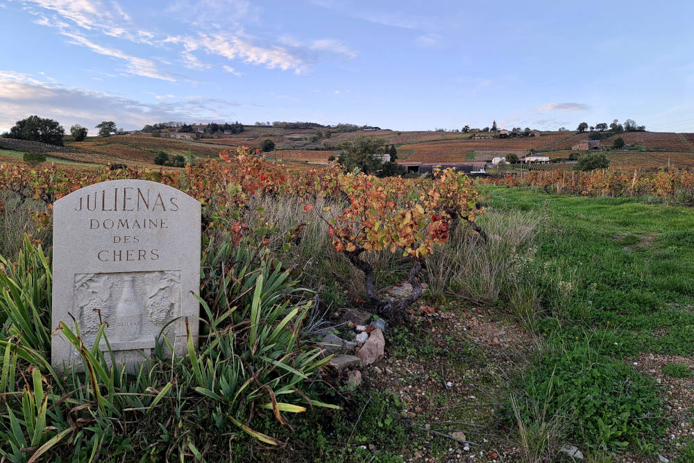 grijsopreis-frankrijk-beaujolais-hoogtepunten-julienas-wijngaard-mobiel