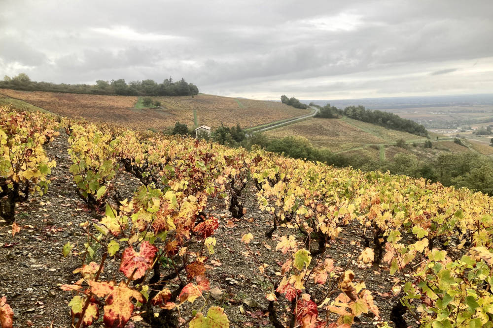 grijsopreis-frankrijk-beaujolais-hoogtepunten-wandeling-brouilly-mobiel