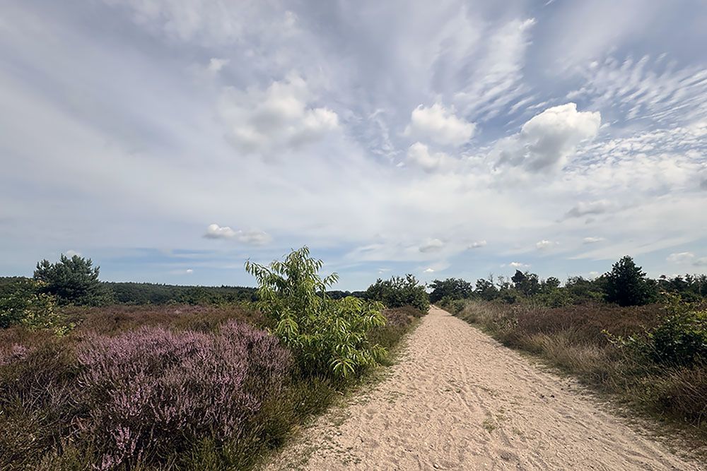 grijsopreis-nederland-highlight-pieterpad-etappe11-bloeiende-heide-mobiel Bloeiende heide op de Noetselerberg
