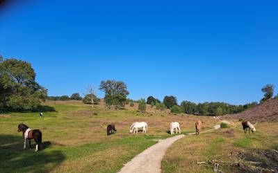 Trage Tocht Posbank, de mooiste heidewandeling van ons land?