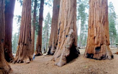 Wandelen tussen woudreuzen in Sequoia National Park