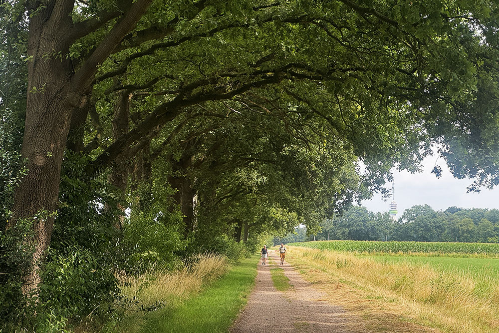 Wandelaars