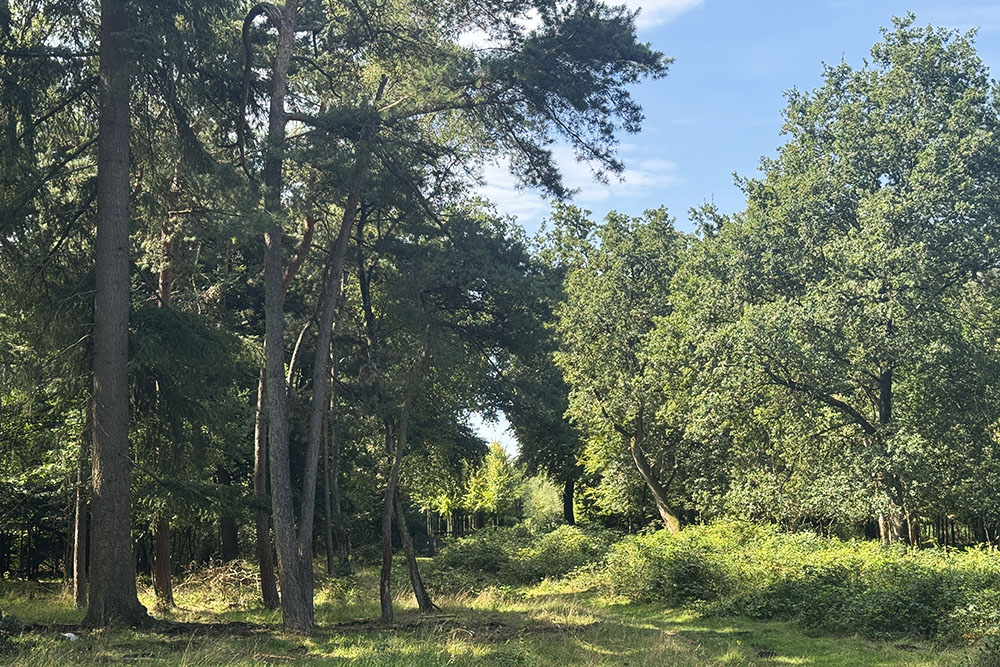 grijsopreis-nederland-highlight-pieterpad-etappe13-bos-mobiel Bos bij het Grote Veld
