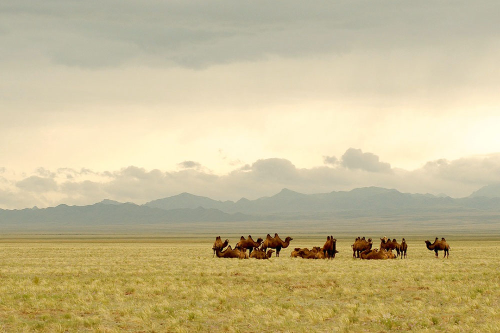grijsopreis-oost-azie-mongolie-mobiel Mongolië