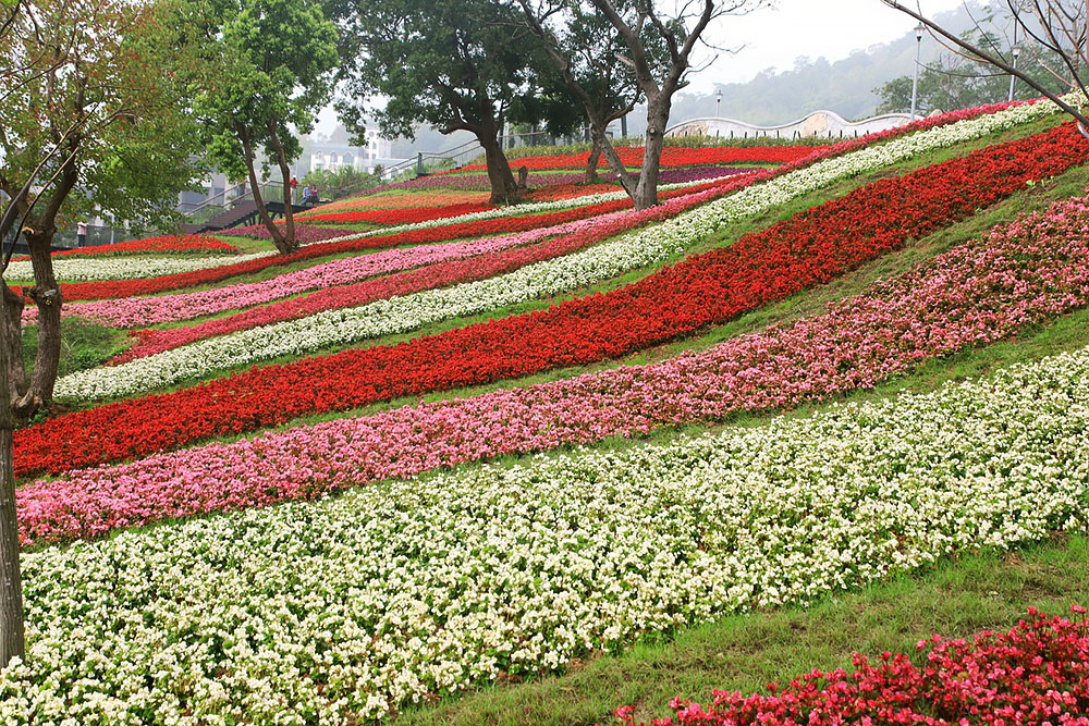 grijsopreis-taiwan-bloemenveld-mobiel Bloemenveld bij Beitou