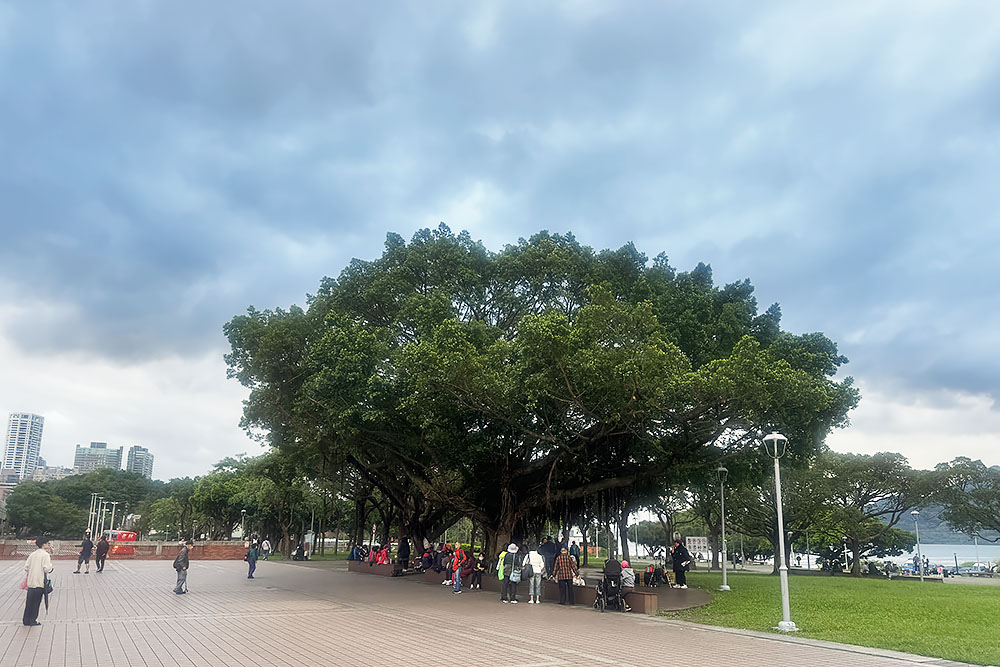grijsopreis-taiwan-highlight-tamsui-mrt-park-mobiel Banyan tree in Tamsui