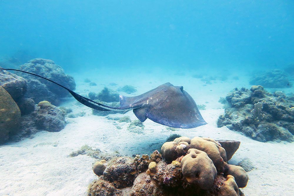 grijsopreis-caribisch-nederland-curacao-duiken-rog Rog bij Curaçao