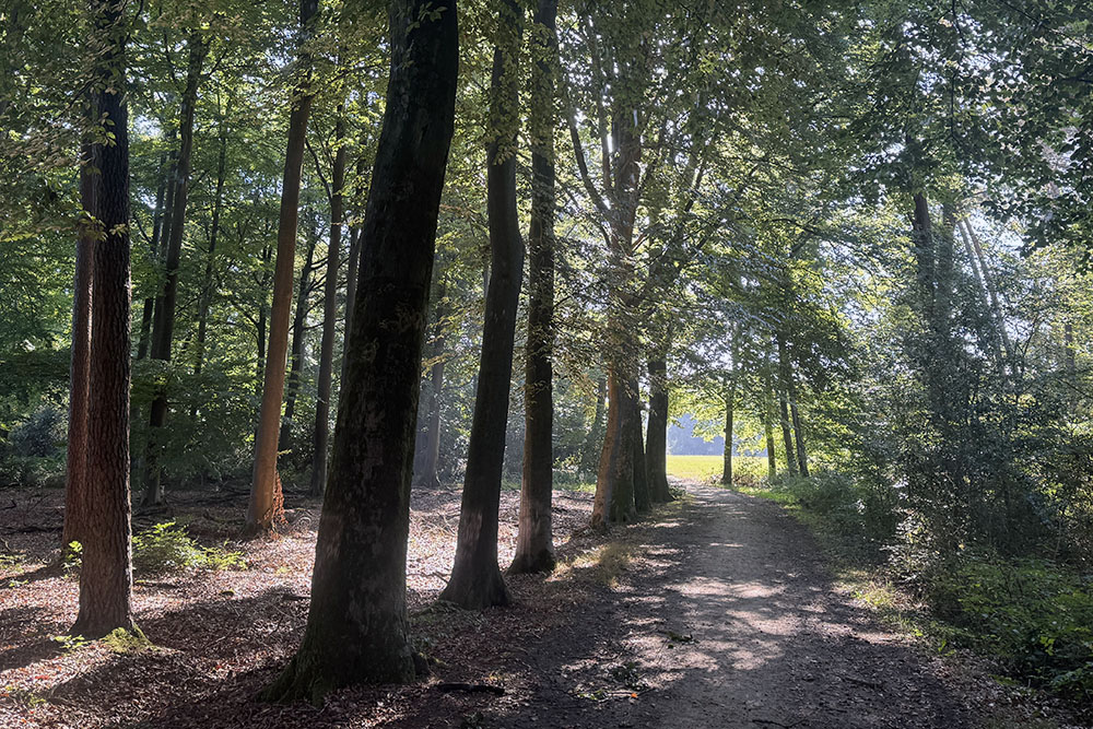 grijsopreis-nederland-highlight-pieterpad-etappe14-bos-zonlicht-mobiel Zonlicht door de bomen in landgoed Kieftskamp