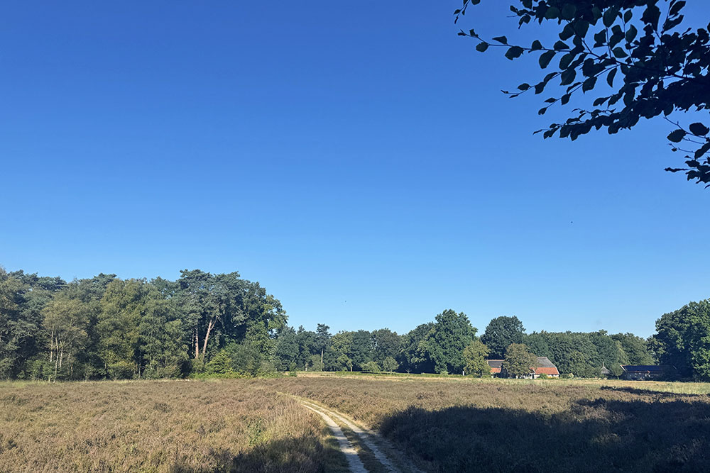 grijsopreis-nederland-highlight-pieterpad-etappe14-uitgebloeide-heide-mobiel Uitgebloeide heide